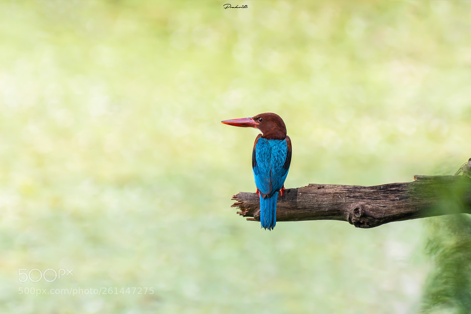 Nikon D7200 sample photo. White throated kingfisher photography