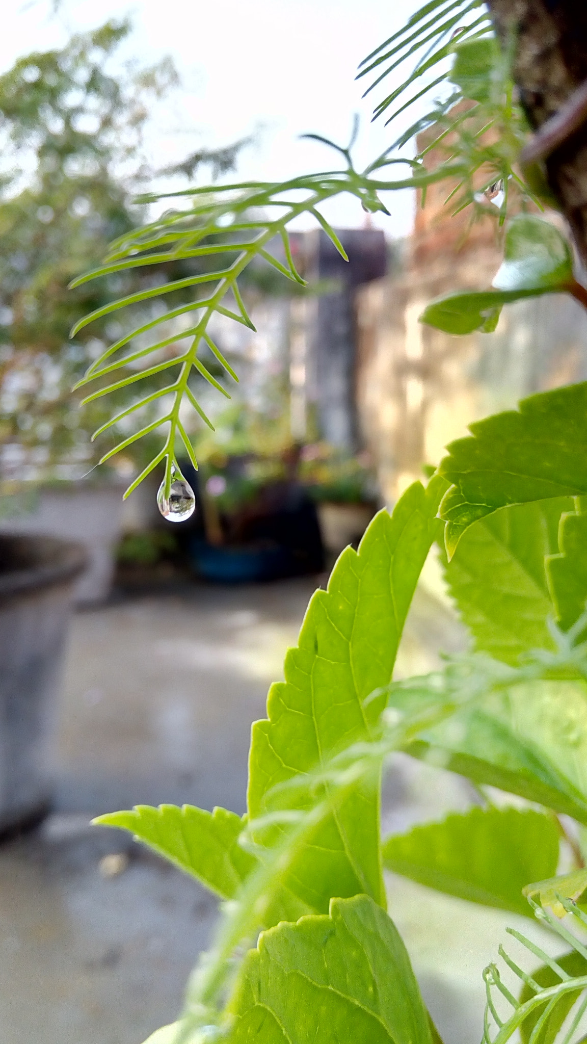 Lenovo VIBE X3 LITE sample photo