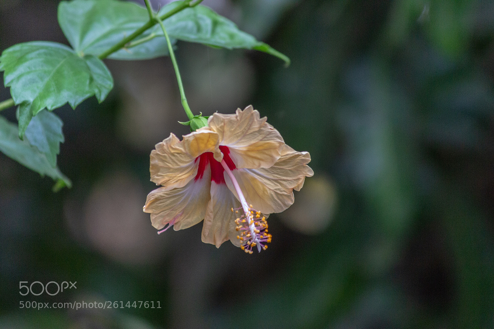 Canon EOS 600D (Rebel EOS T3i / EOS Kiss X5) sample photo. Hanging there photography
