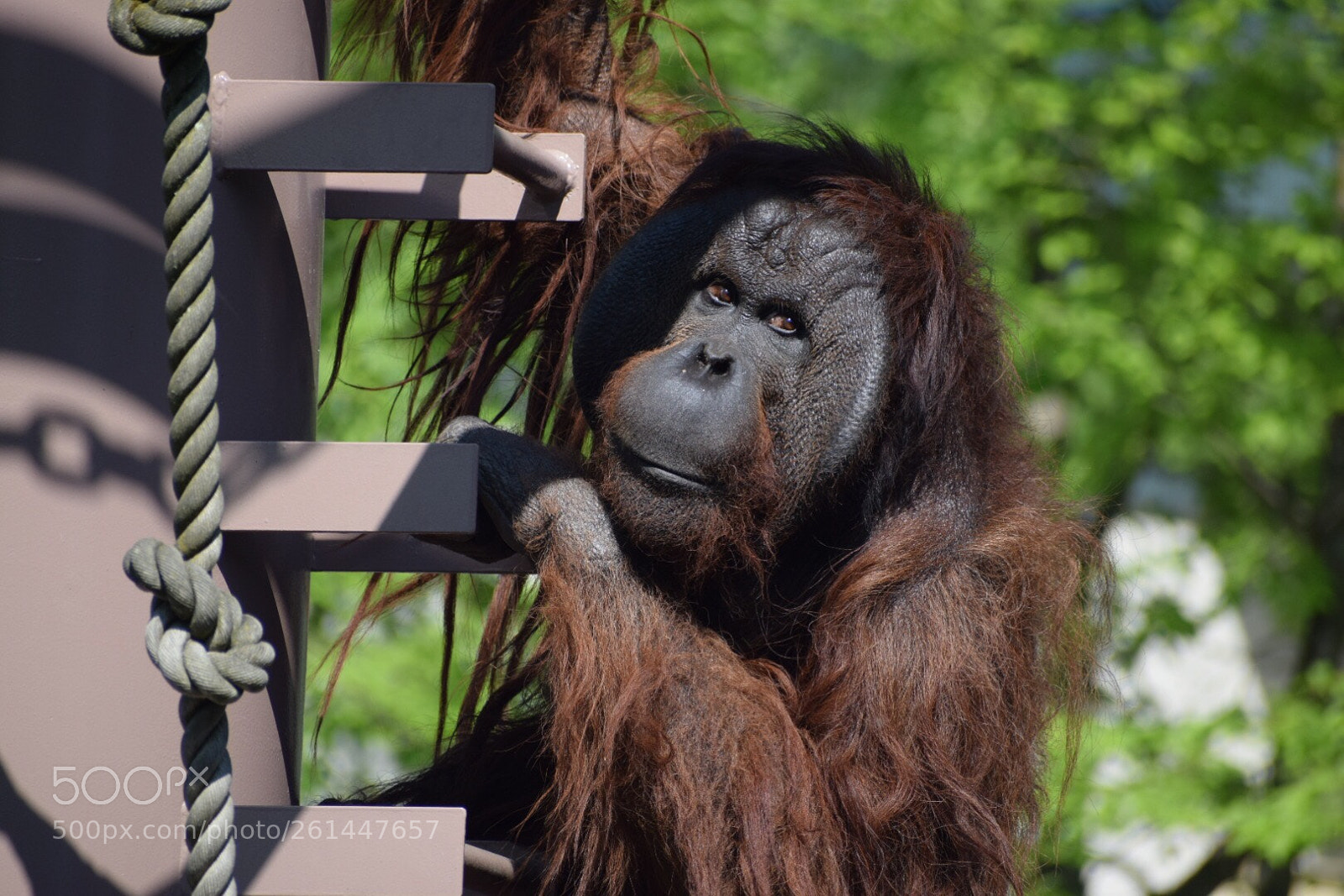 Nikon D5300 sample photo. Orangutans photography