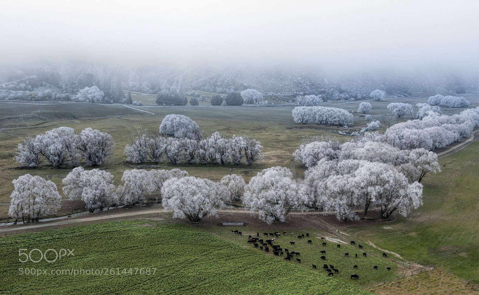 Nikon D700 sample photo. Winter grazing photography