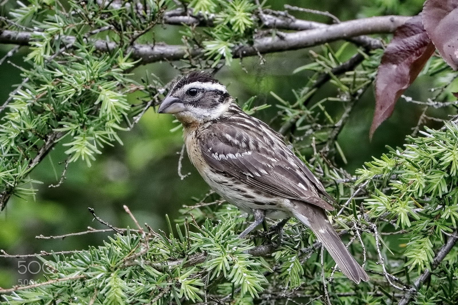 Canon EOS 80D sample photo. Grossbeak female photography