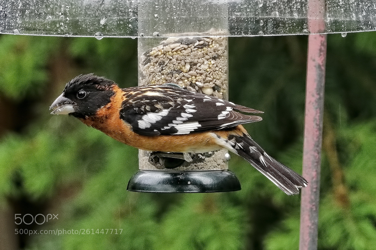 Canon EOS 80D sample photo. Grossbeak male photography