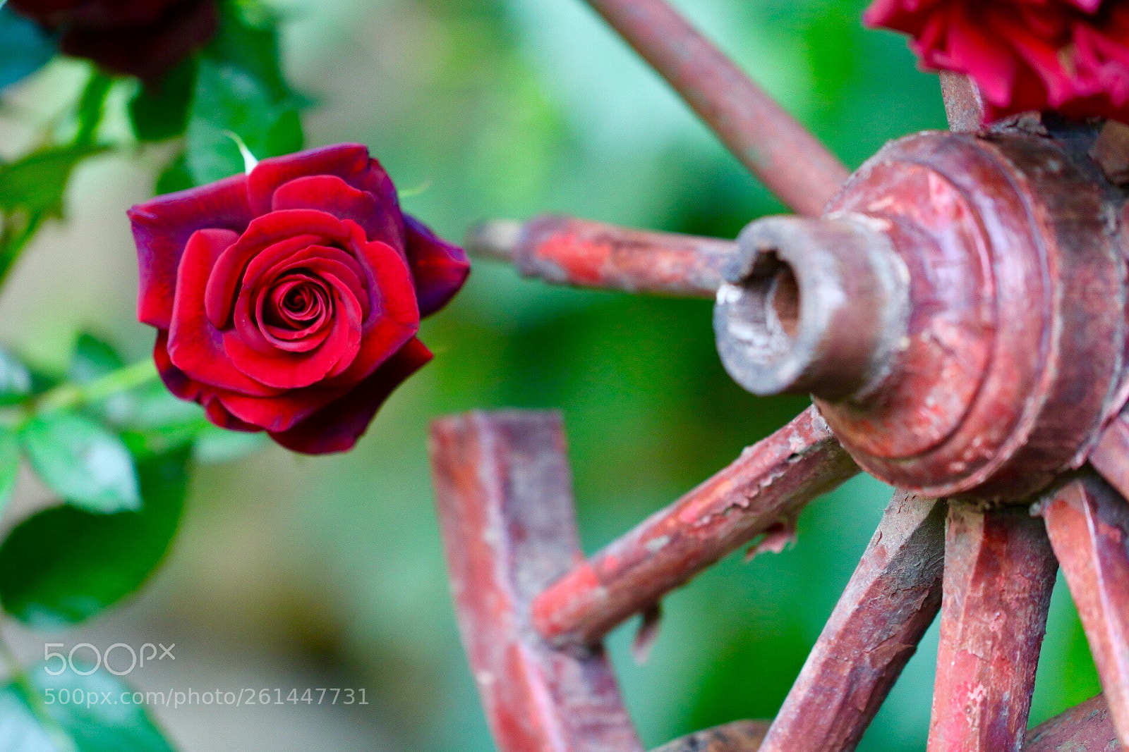 Canon EOS 750D (EOS Rebel T6i / EOS Kiss X8i) sample photo. Untitled photography