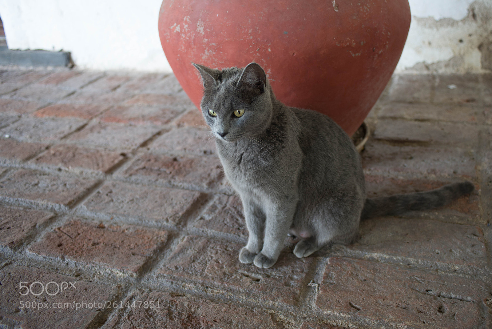 Nikon D610 sample photo. Untitled photography