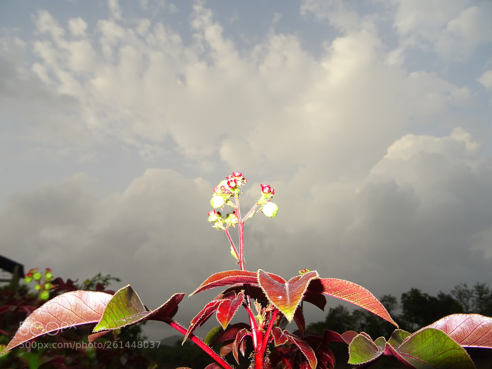 Sony DSC-HX60V sample photo. Good morning photography
