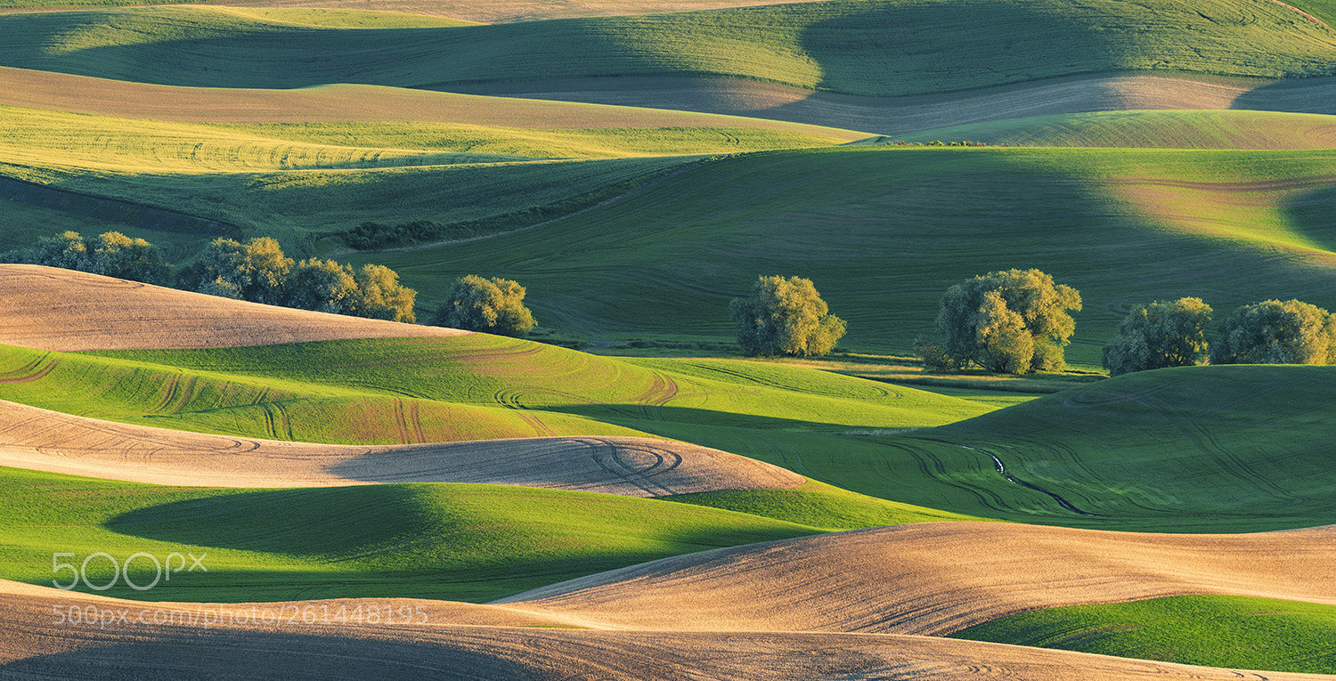 Nikon D810 sample photo. Rolling hills of palouse photography