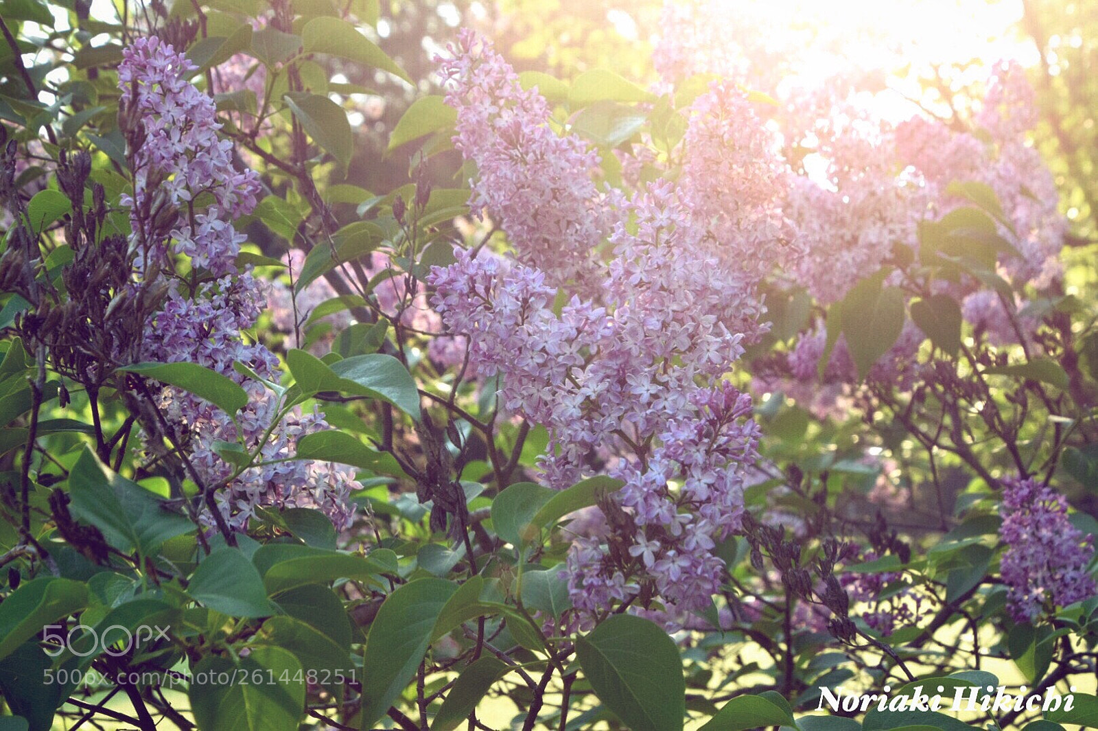 Nikon D5300 sample photo. Untitled photography