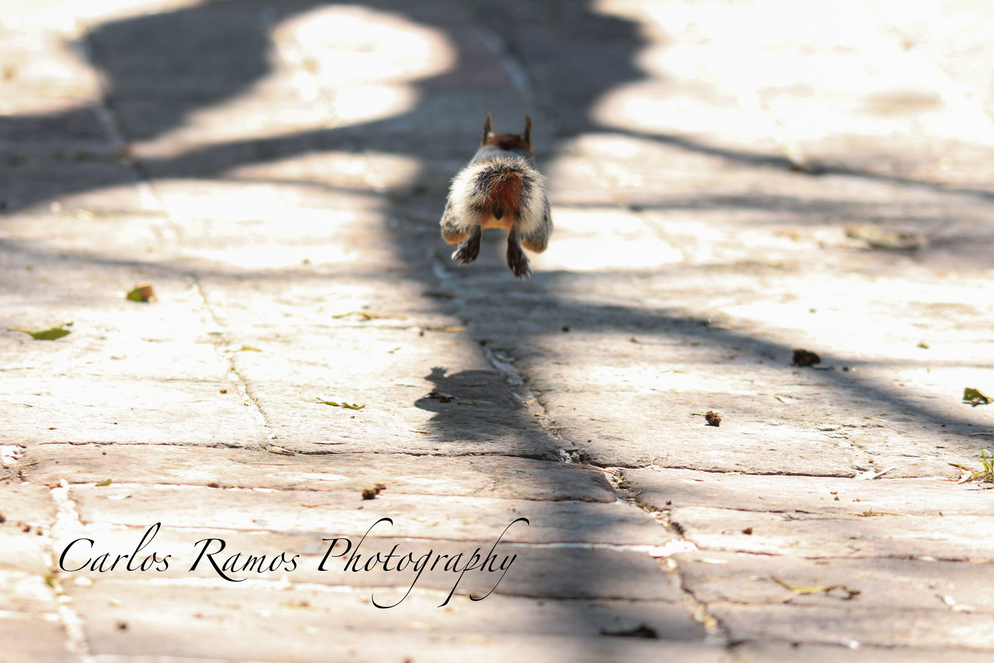 Canon EOS 650D (EOS Rebel T4i / EOS Kiss X6i) sample photo. Squirrel mexico city photography