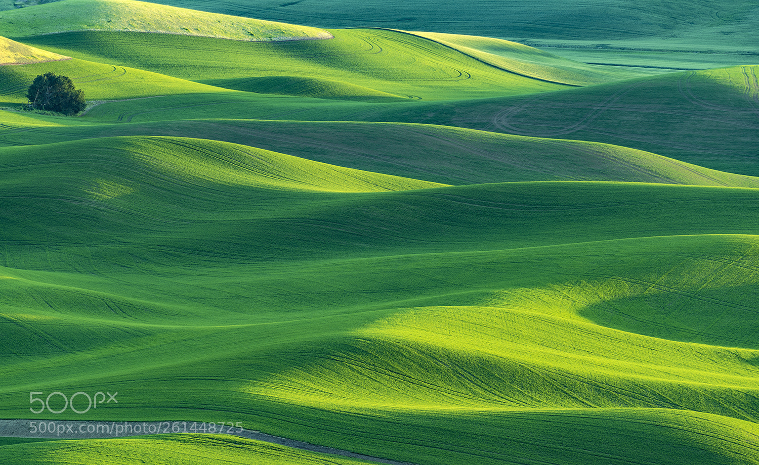Nikon D810 sample photo. Rolling hills of palouse 2 photography