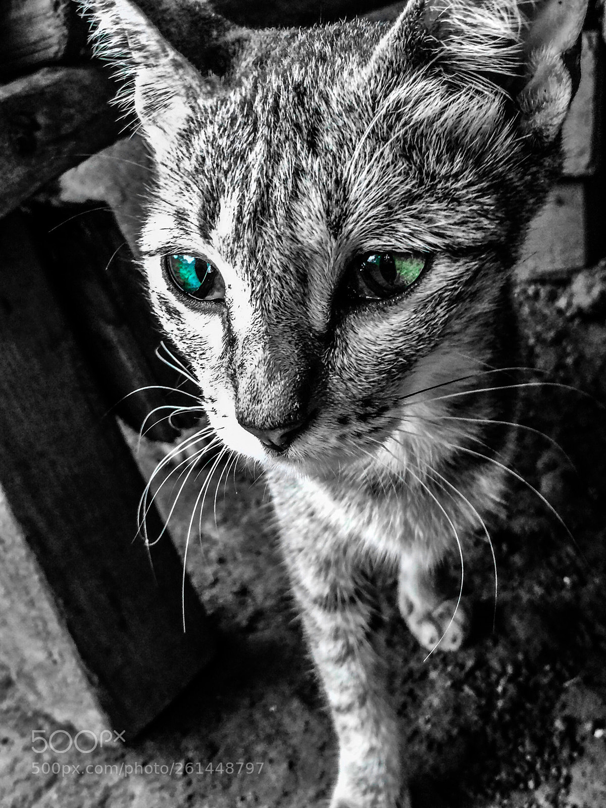 Apple iPhone 5s sample photo. Taiga  photography