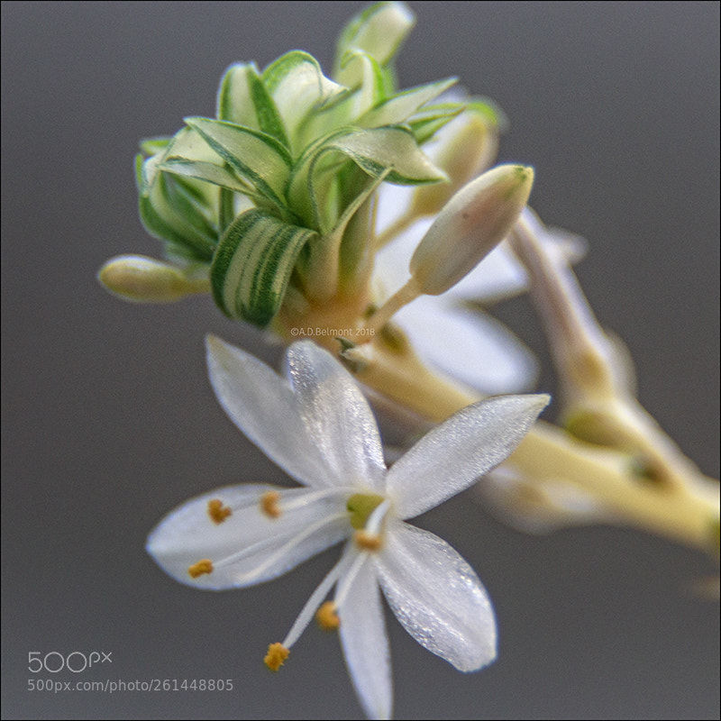 Canon EOS 77D (EOS 9000D / EOS 770D) sample photo. Chlorophytum comosum photography