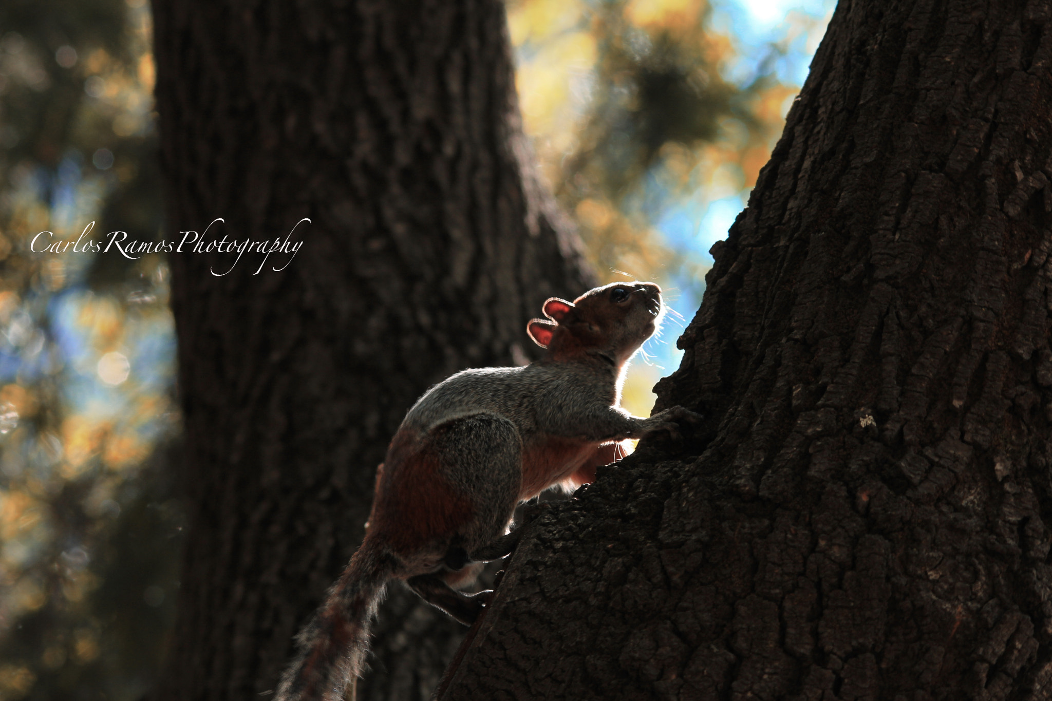 Canon EOS 650D (EOS Rebel T4i / EOS Kiss X6i) sample photo. Edit photography