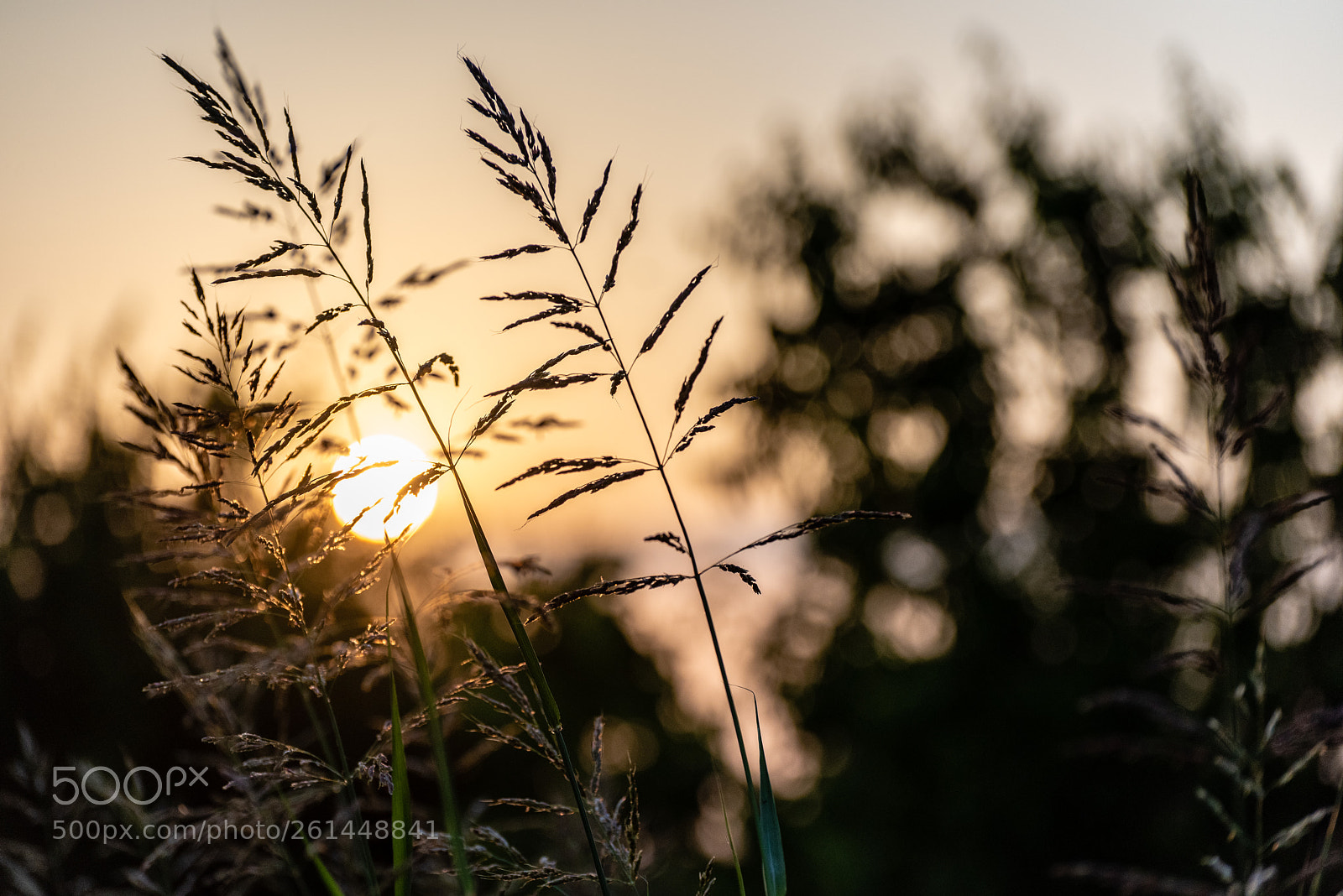 Nikon D810 sample photo. Evening sun photography
