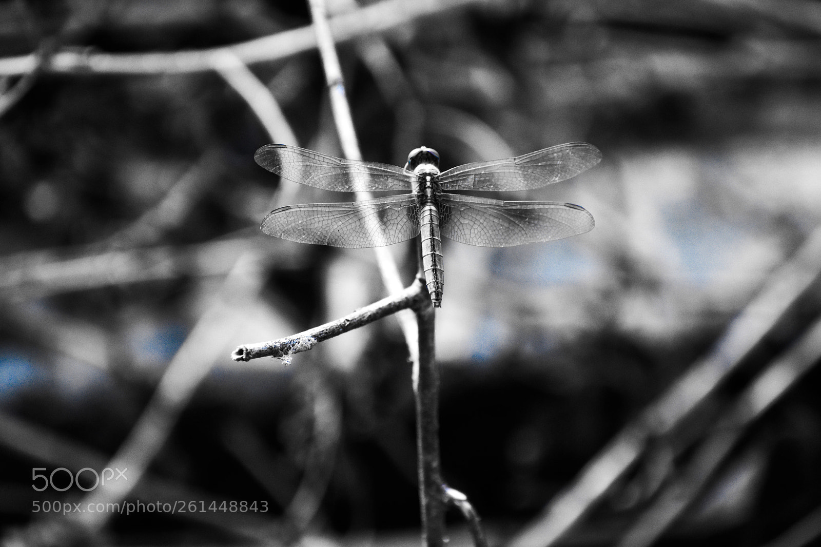 Nikon D5600 sample photo. Untitled photography