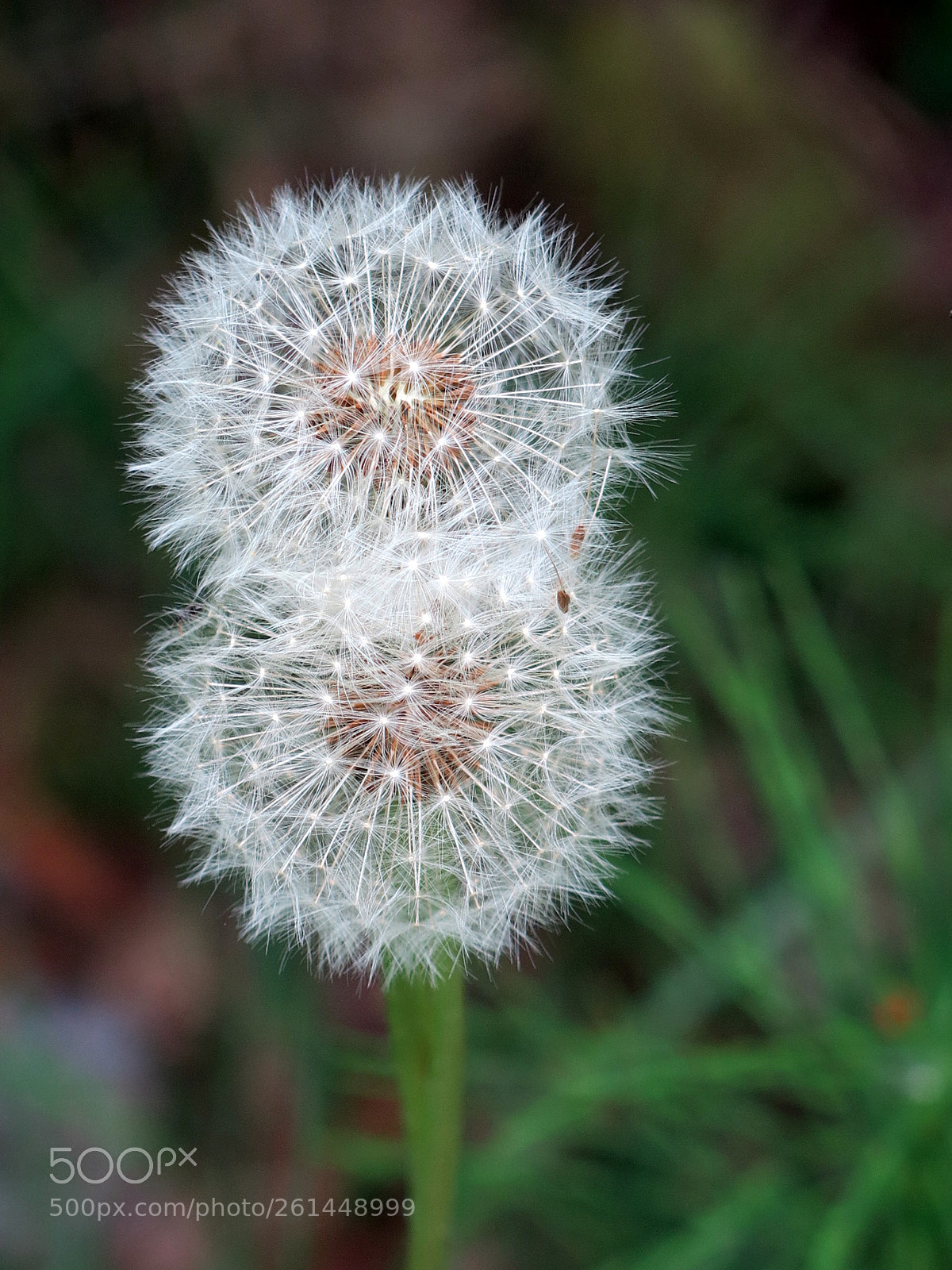 Canon PowerShot G15 sample photo. Img_3316-0.jpg dandelions photography
