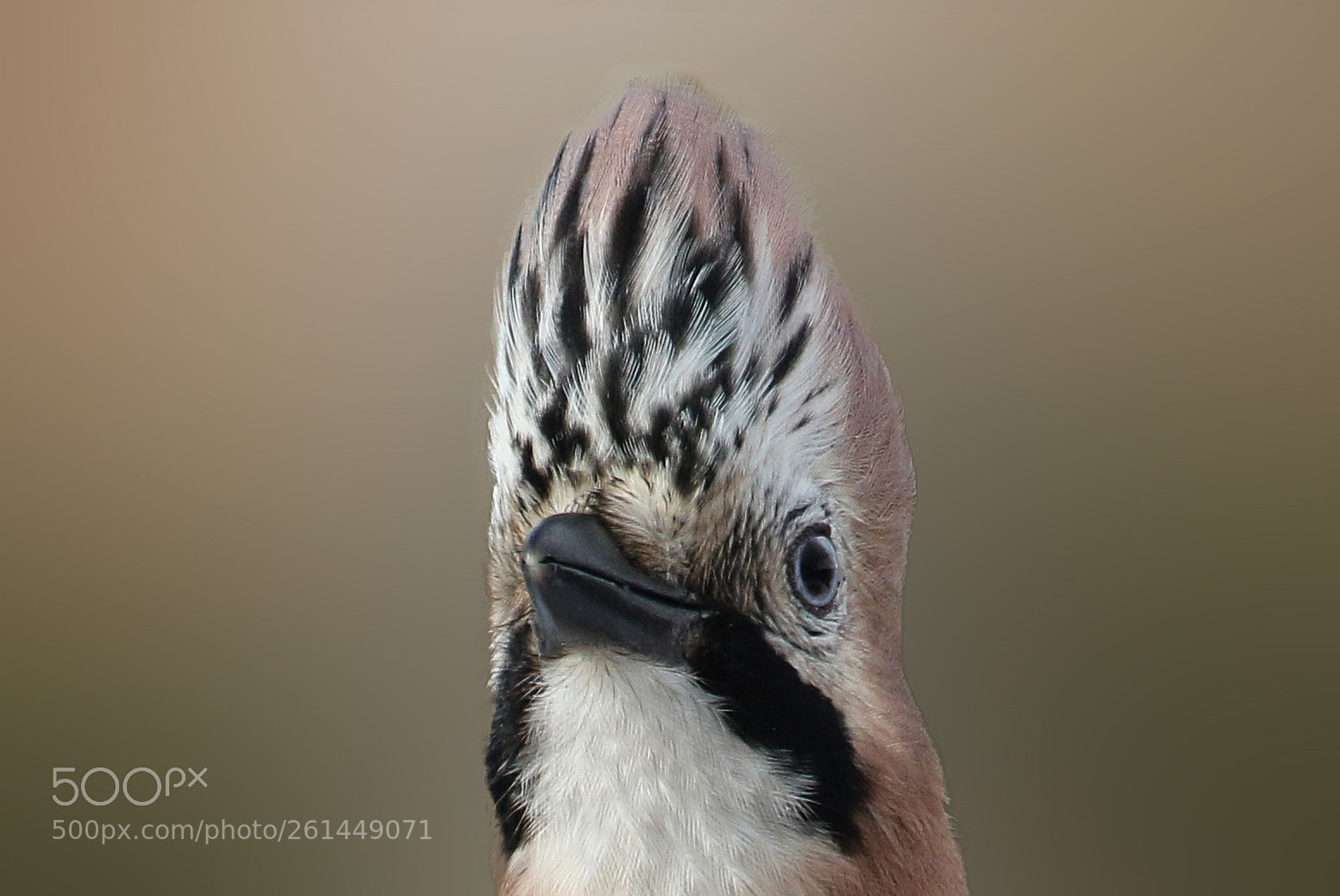 Canon EOS 7D Mark II sample photo. Eurasian jay photography