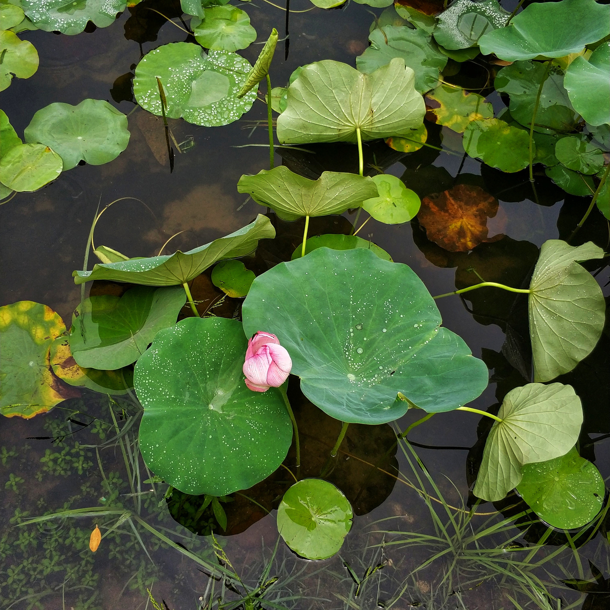 Xiaomi Mi Note 3 sample photo. Summer and lotus photography