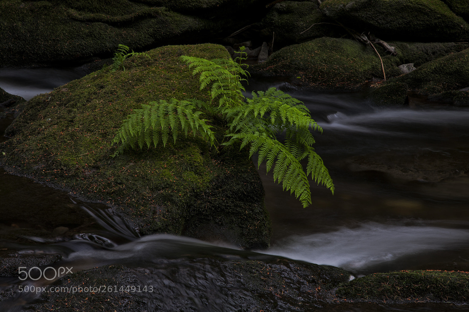 Canon EOS 5D sample photo. Fern photography