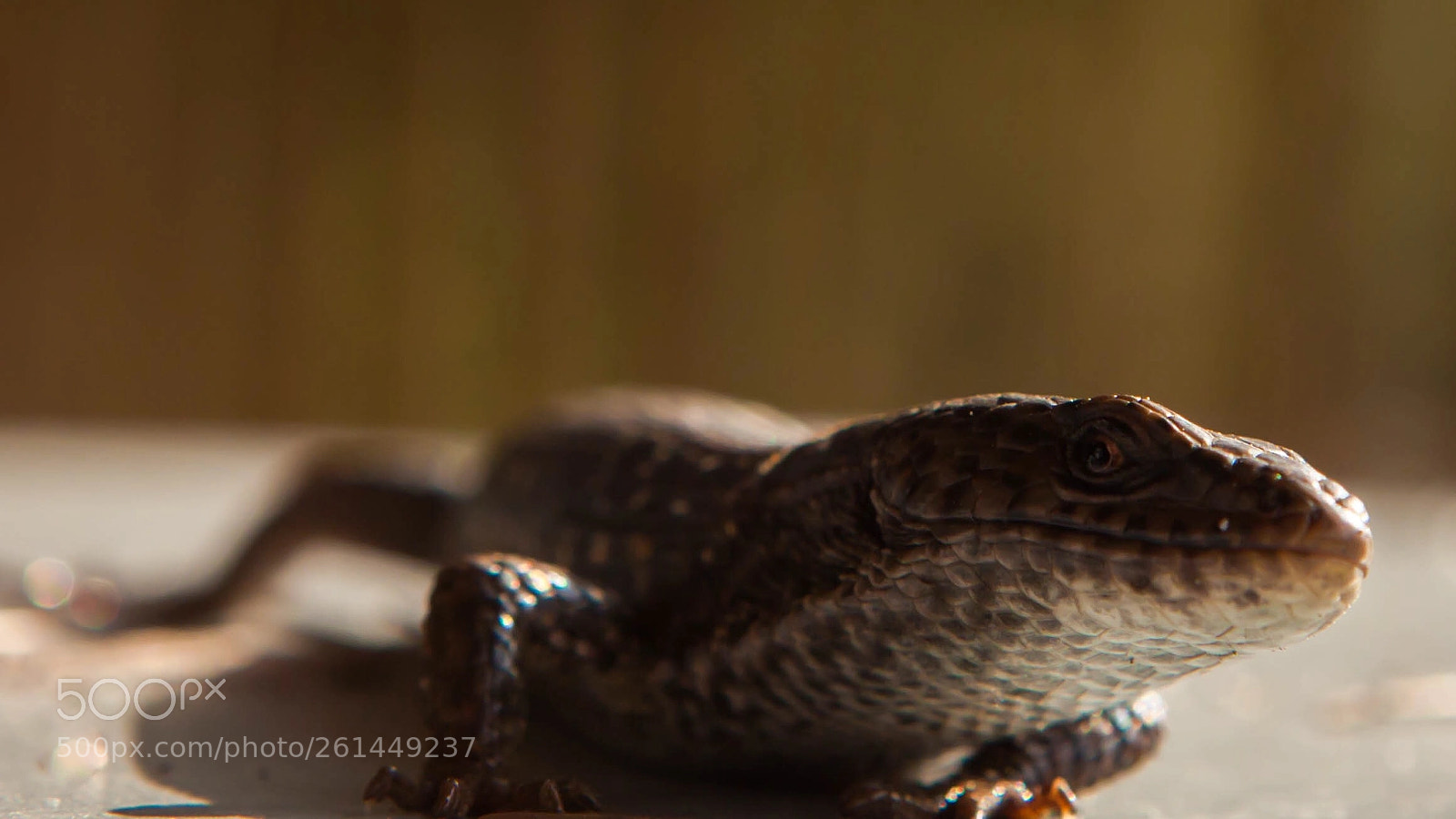 Canon EOS 5D Mark II sample photo. Lizard photography
