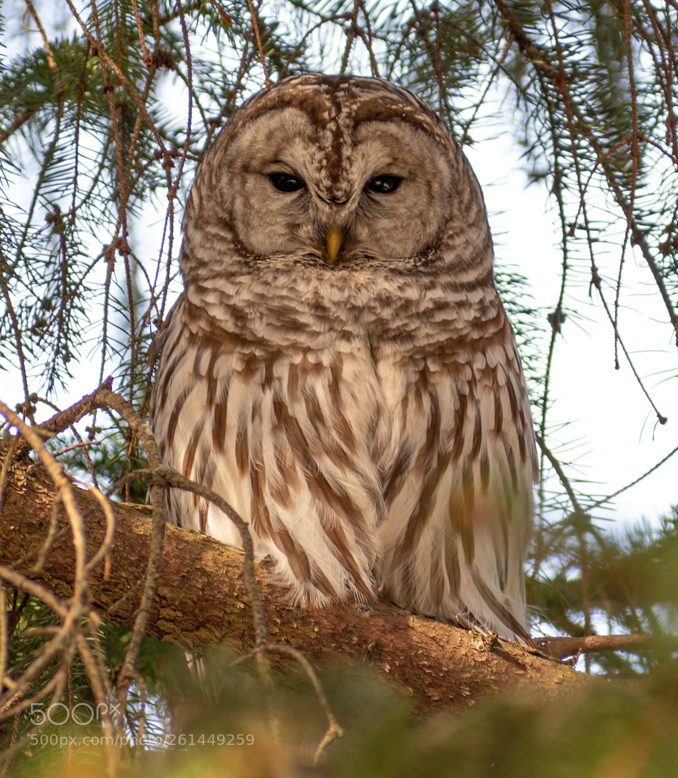 Nikon D5600 sample photo. Barred owl photography
