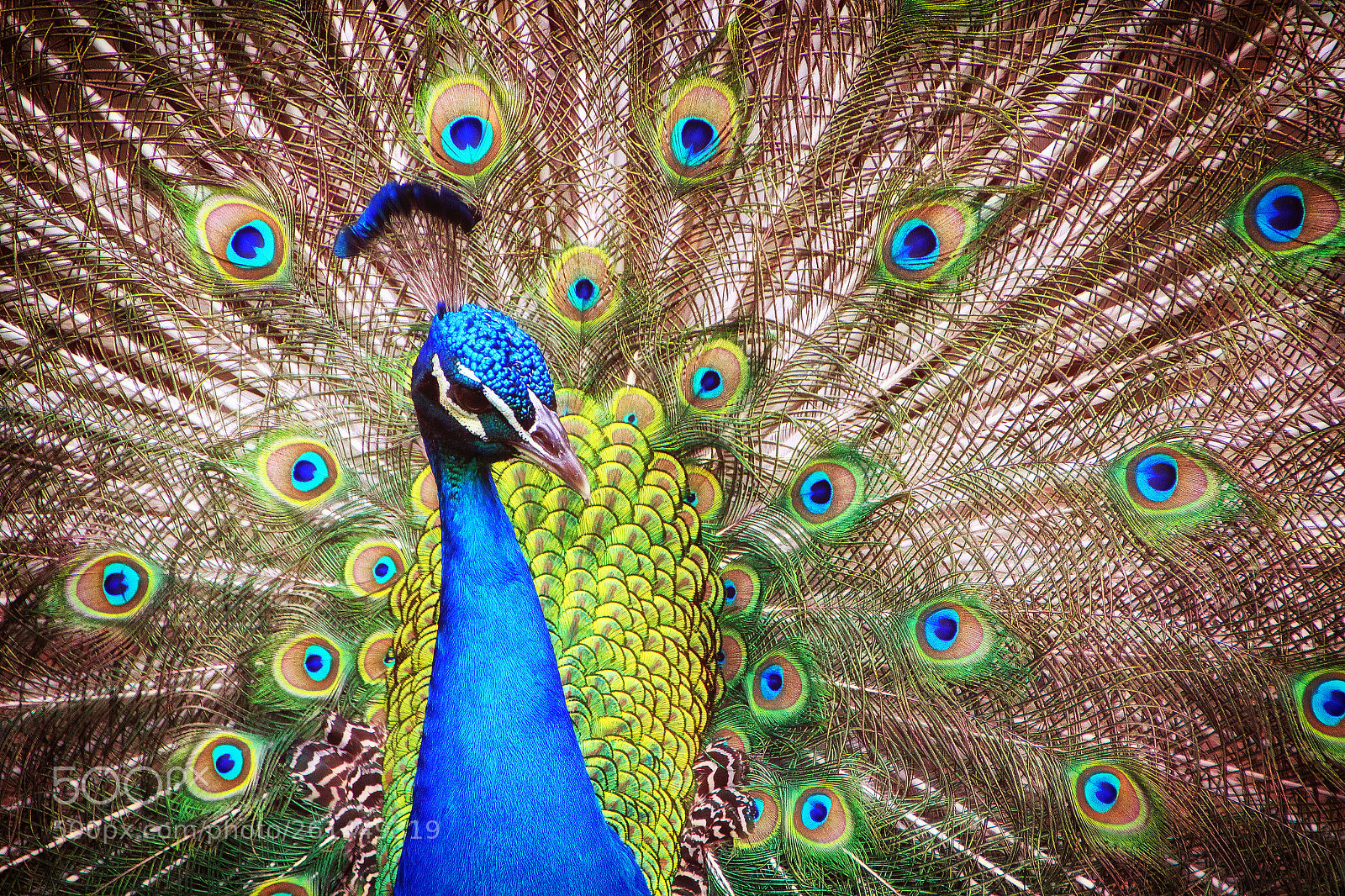 Canon EOS 600D (Rebel EOS T3i / EOS Kiss X5) sample photo. Coy peacock photography