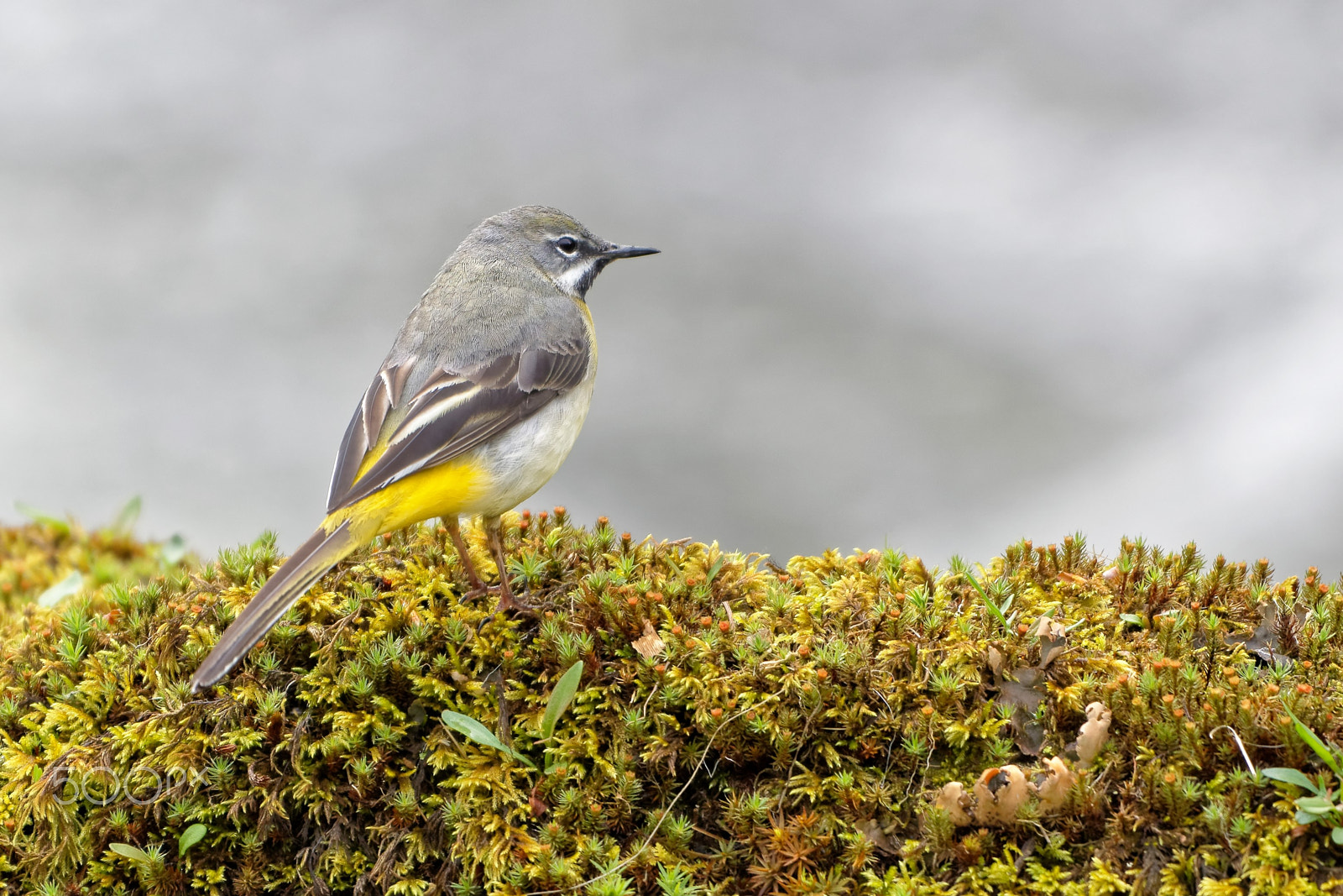 Nikon AF-S Nikkor 200-500mm F5.6E ED VR sample photo. Grey wagtail blending in to it's environment photography