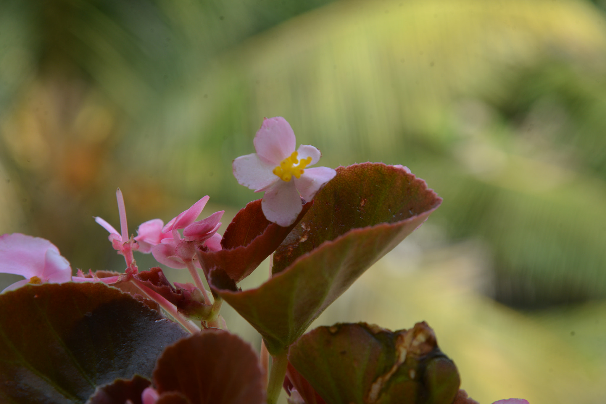 Nikon D600 + Nikon AF-S Nikkor 24-120mm F4G ED VR sample photo