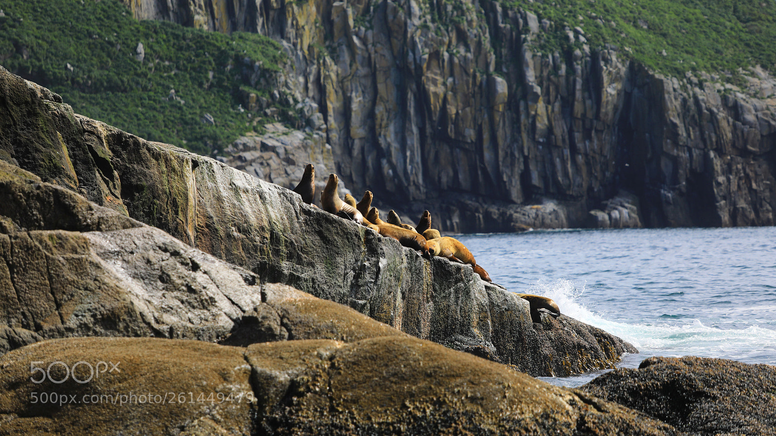 Canon EOS 5D Mark IV sample photo. Kenai fjords sea lions photography