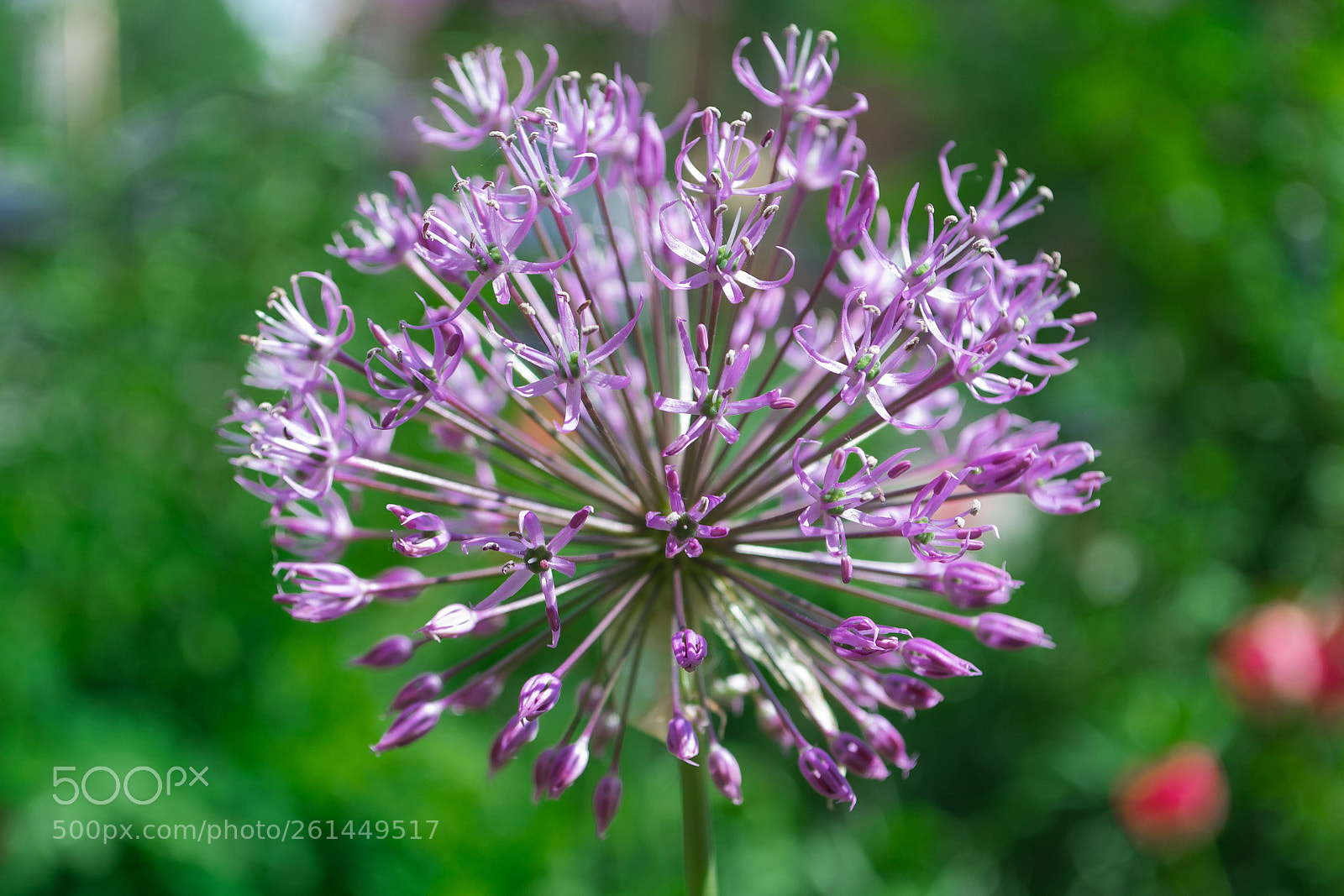 Nikon D3100 sample photo. Flower photography
