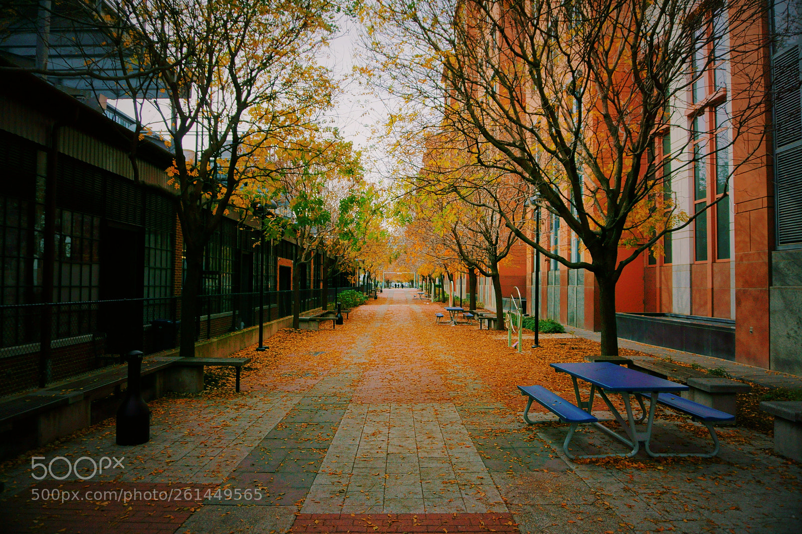 Sony a6000 sample photo. Autumn in dc photography
