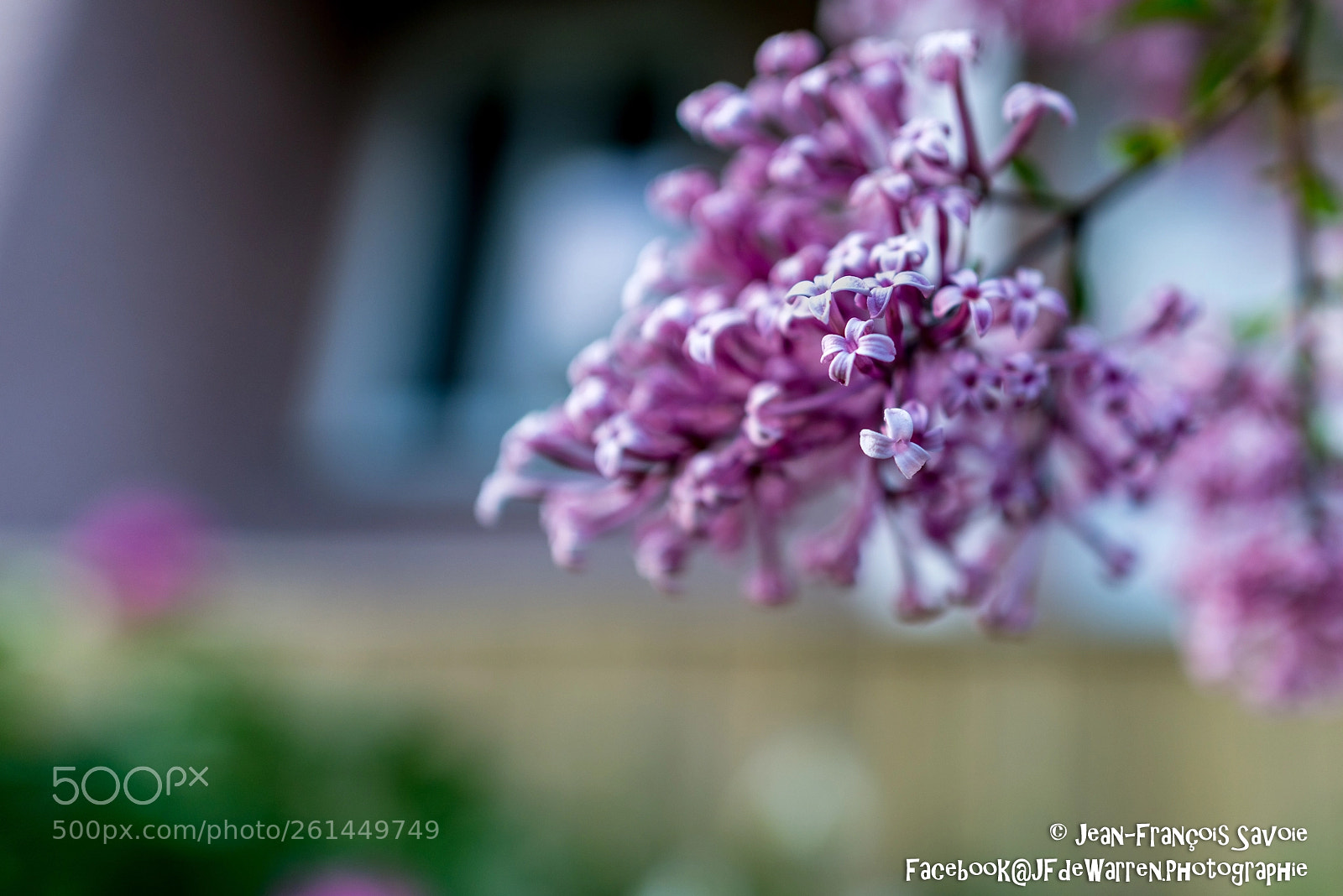 Nikon D600 sample photo. Pour mon amoureuse photography