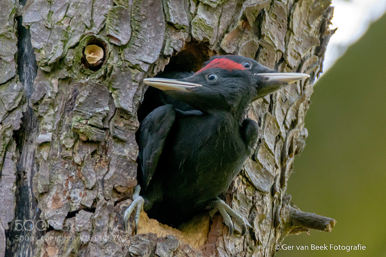Nikon D7500 sample photo. Black woodpecker photography