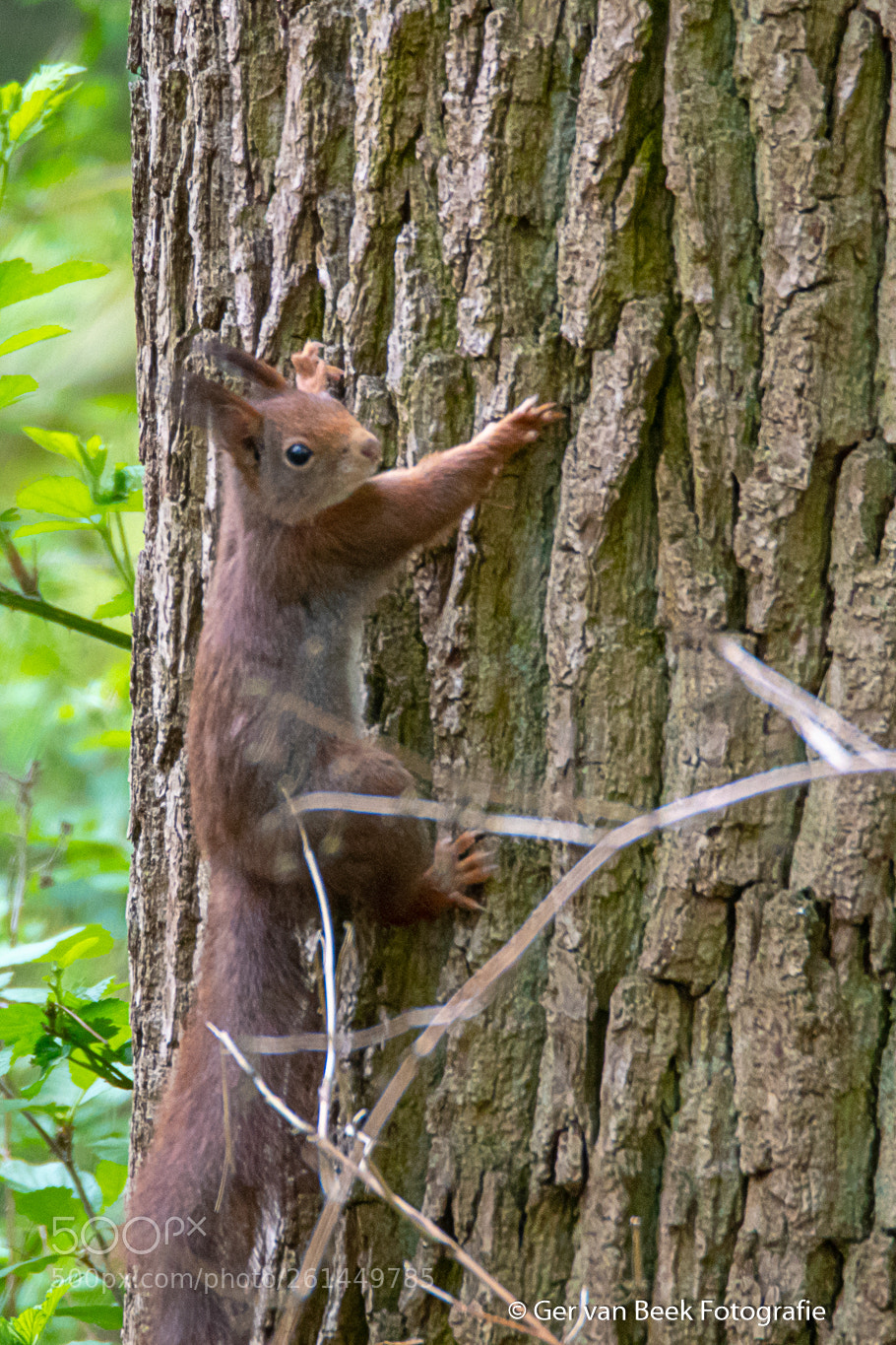 Nikon D7500 sample photo. Squirrel photography