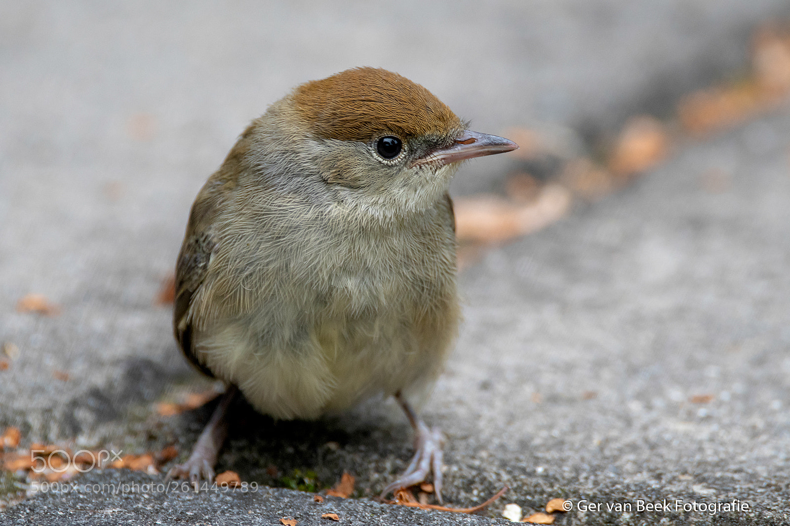 Nikon D7500 sample photo. Black cap photography