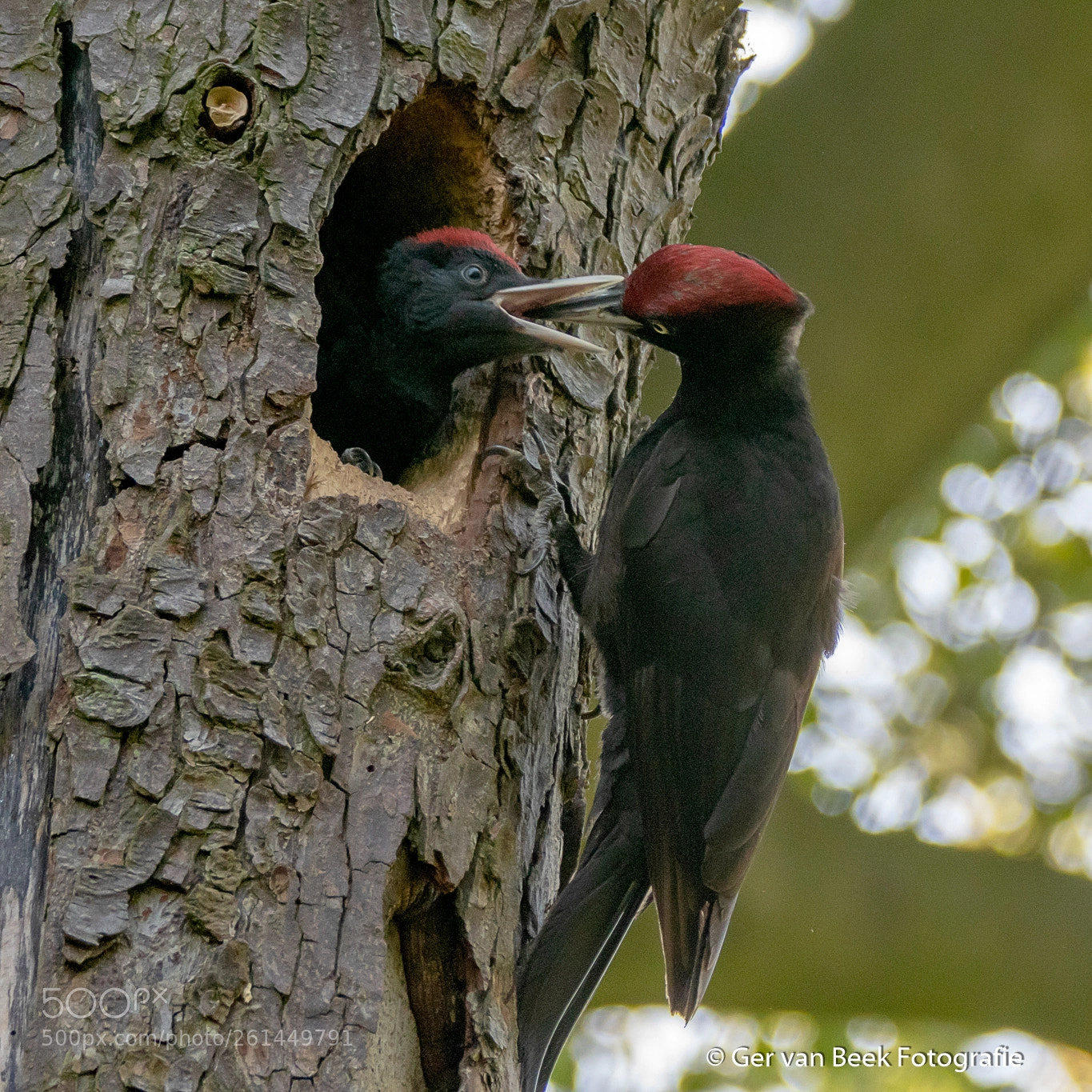 Nikon D7500 sample photo. Black woodpecker photography