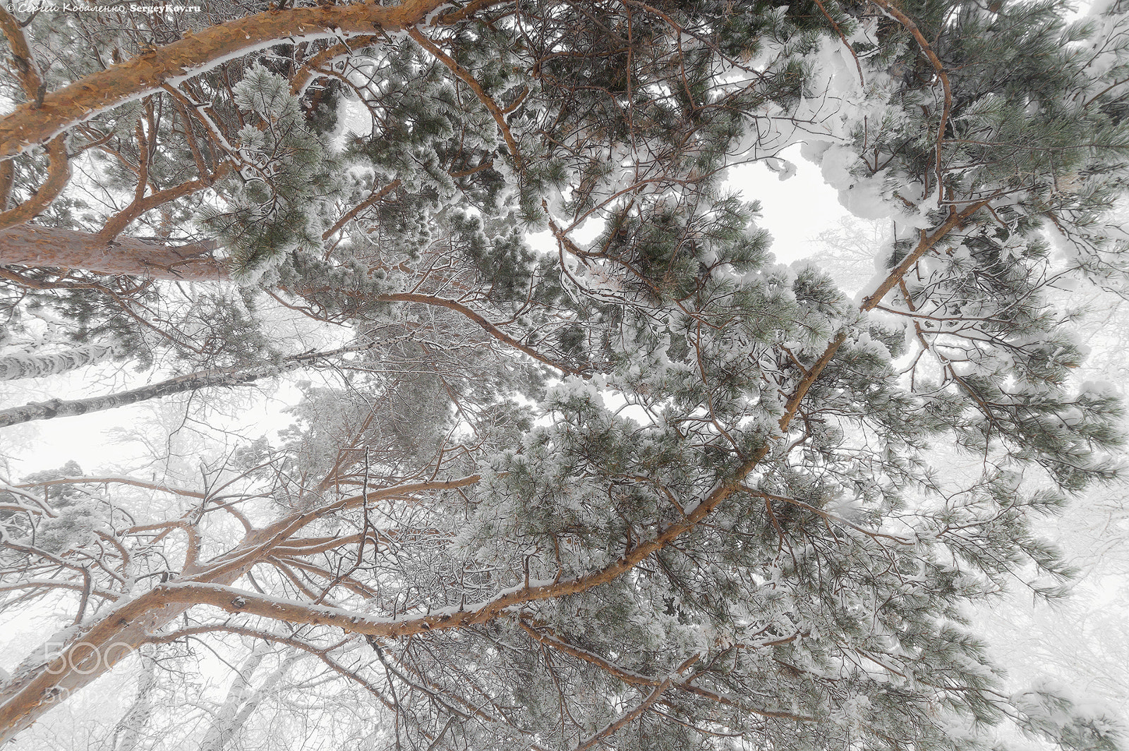 Sony SLT-A58 sample photo. Pine branches in the photography
