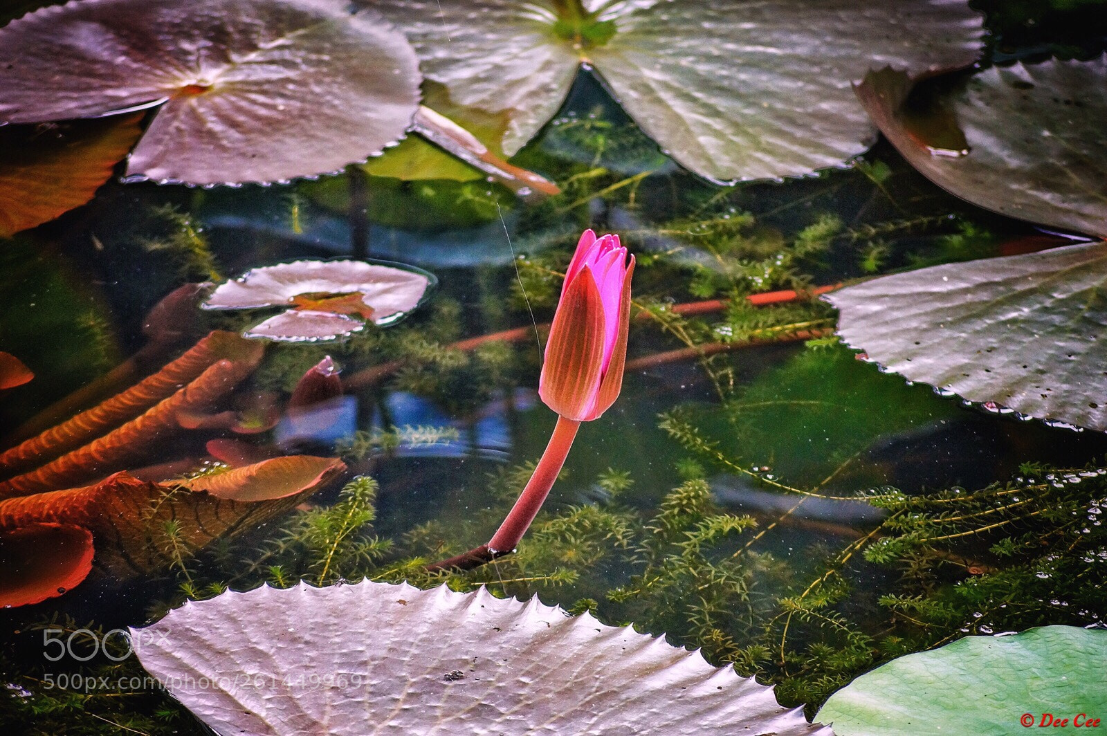 Sony SLT-A58 sample photo. Lotus photography