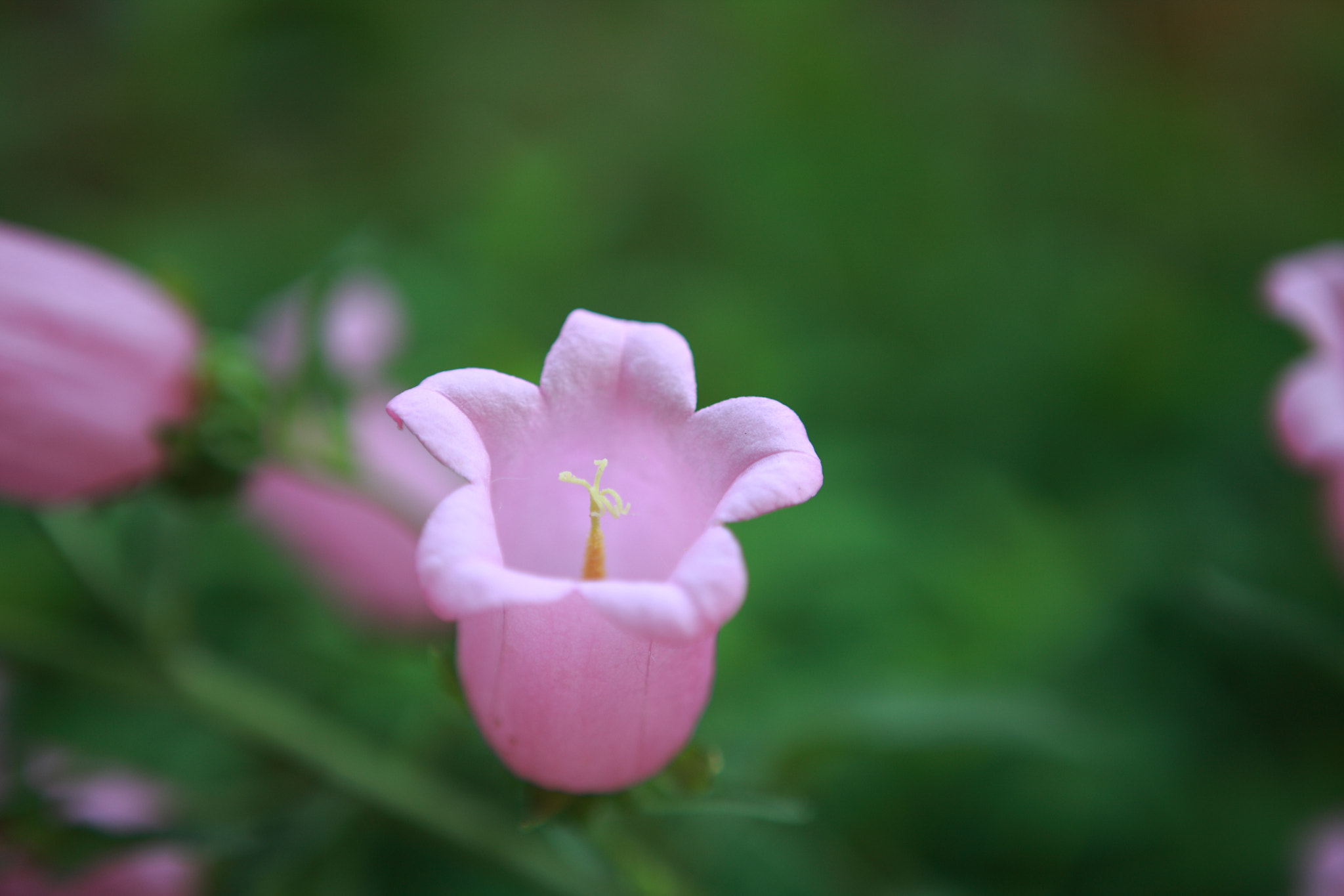 Canon EOS-1Ds Mark III + Canon EF 24-70mm F2.8L USM sample photo. Pink flower photography