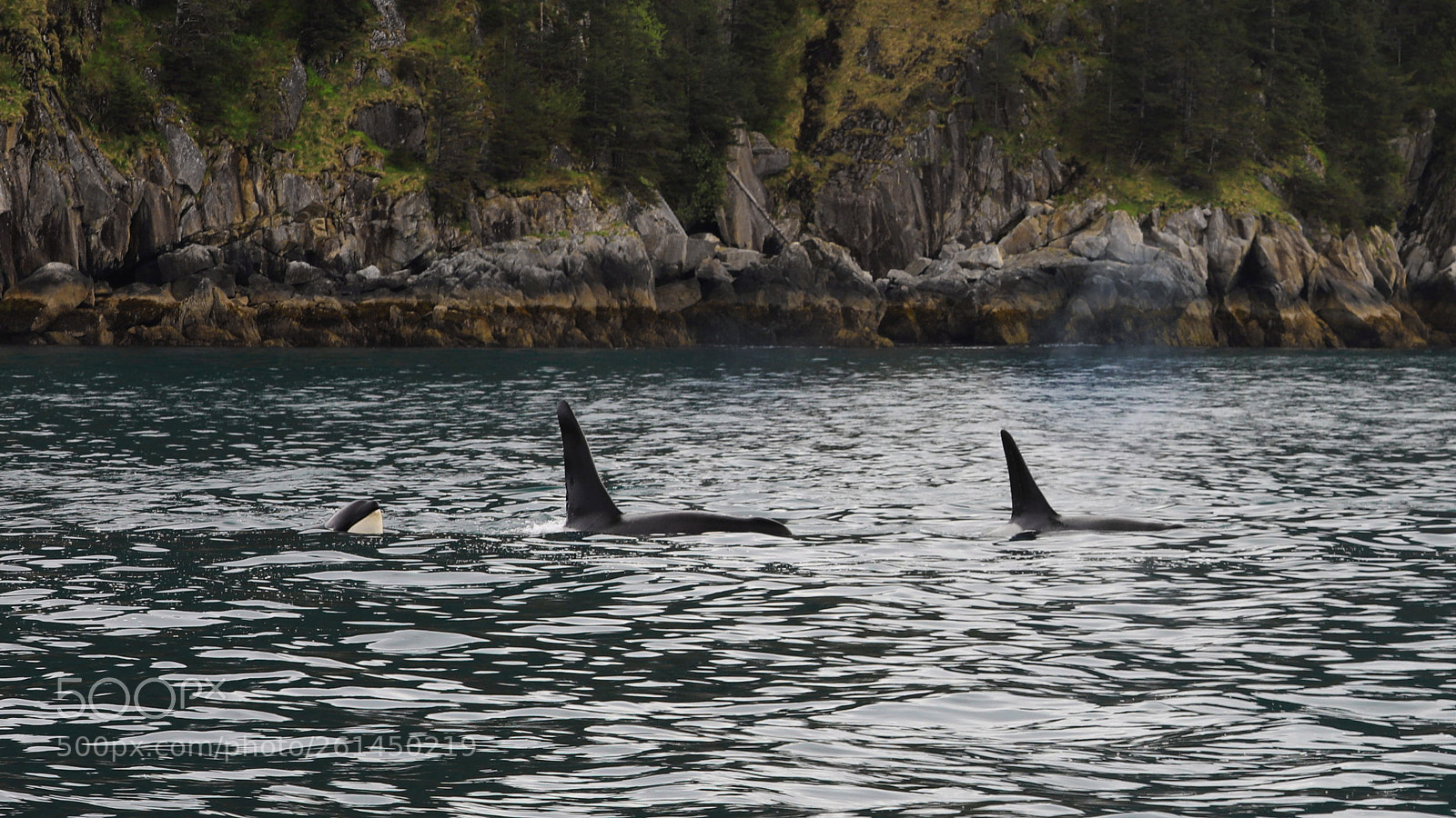Canon EOS 5D Mark IV sample photo. Orca photography
