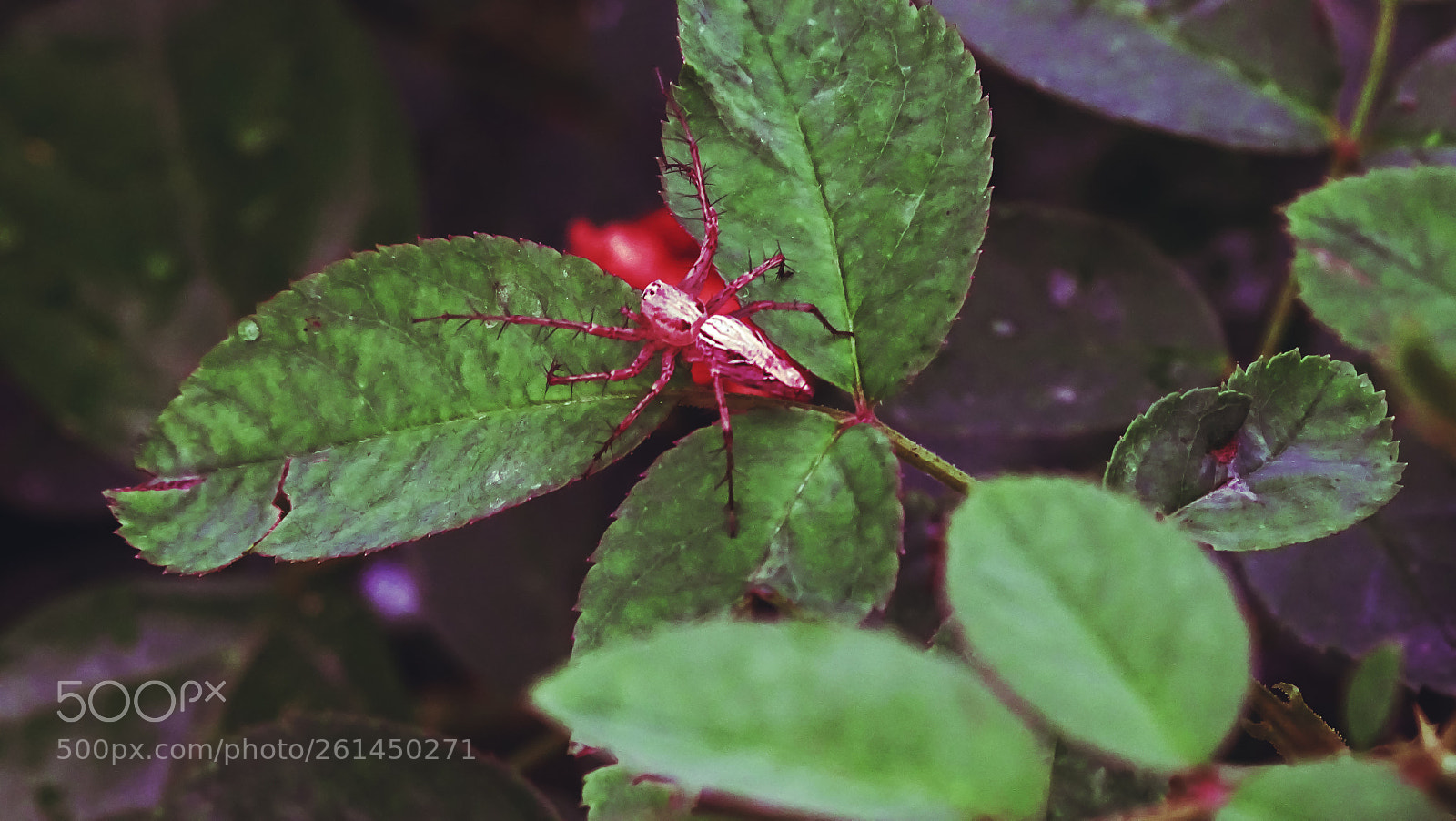Sony Cyber-shot DSC-HX400V sample photo. Spider photography