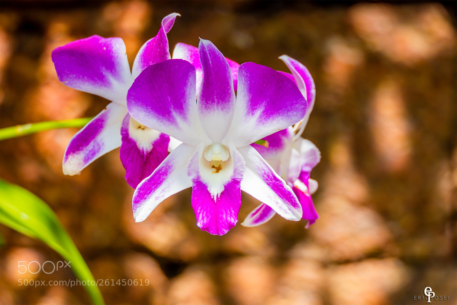 Panasonic Lumix DMC-FZ2500 (Lumix DMC-FZ2000) sample photo. Freiland orchideen photography