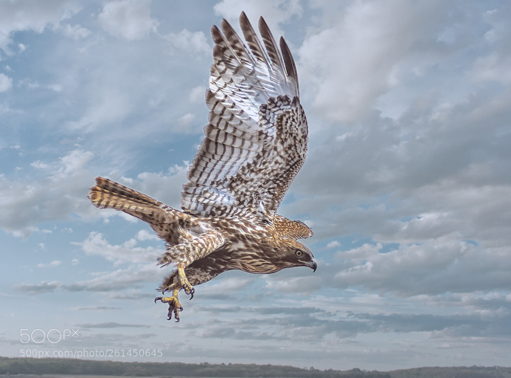 Nikon D7200 sample photo. Red tail in flight photography