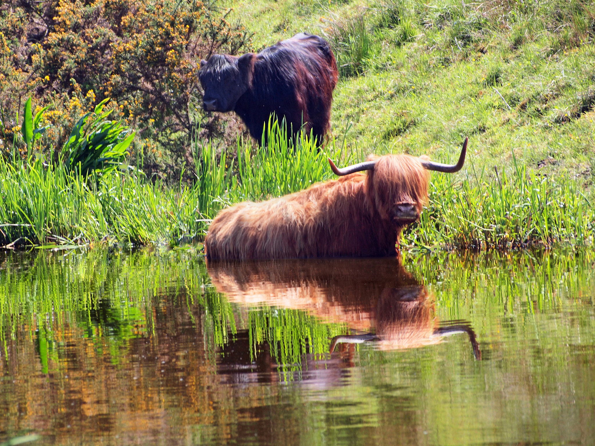Olympus PEN E-P1 sample photo. A cooling coo photography
