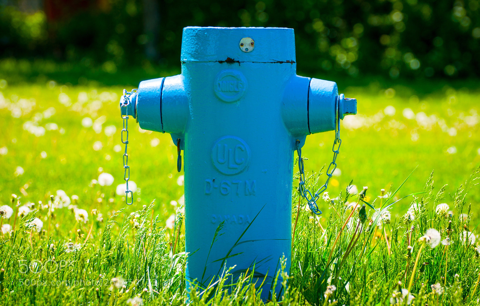 Nikon D5300 sample photo. Blue hydrant in the photography