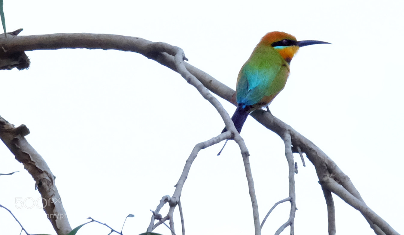 Fujifilm X-T1 sample photo. Rainbow flycatcher photography