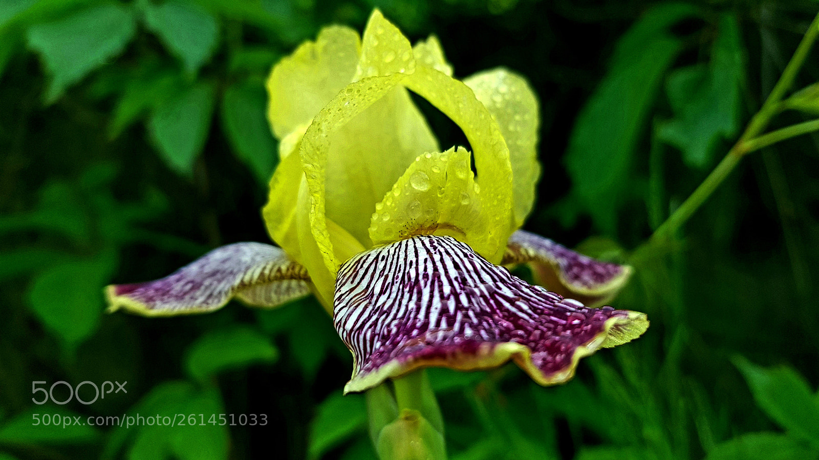 Samsung Galaxy S8+ sample photo. Iris flower photography