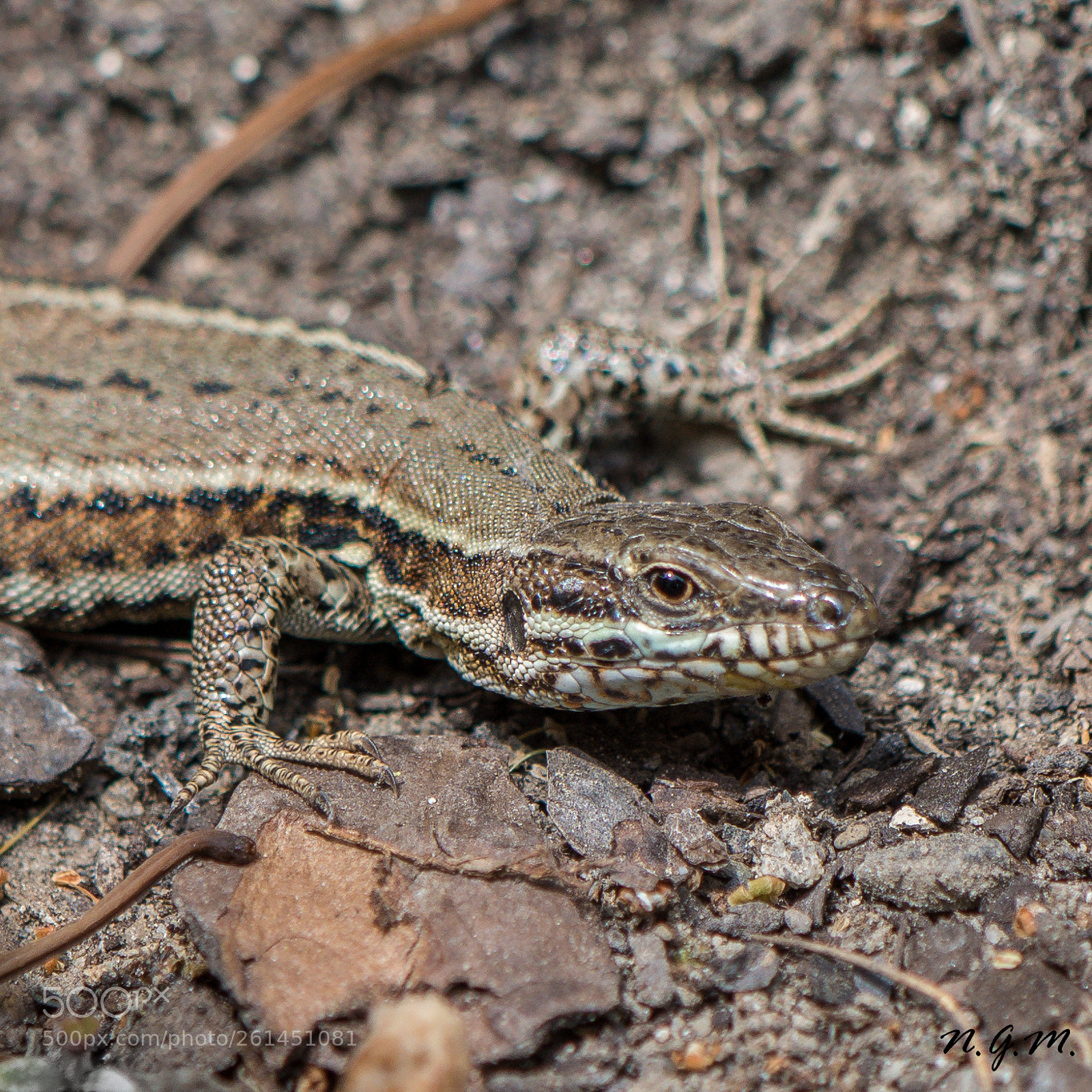 Nikon D7200 sample photo. Little crocodile dundee photography