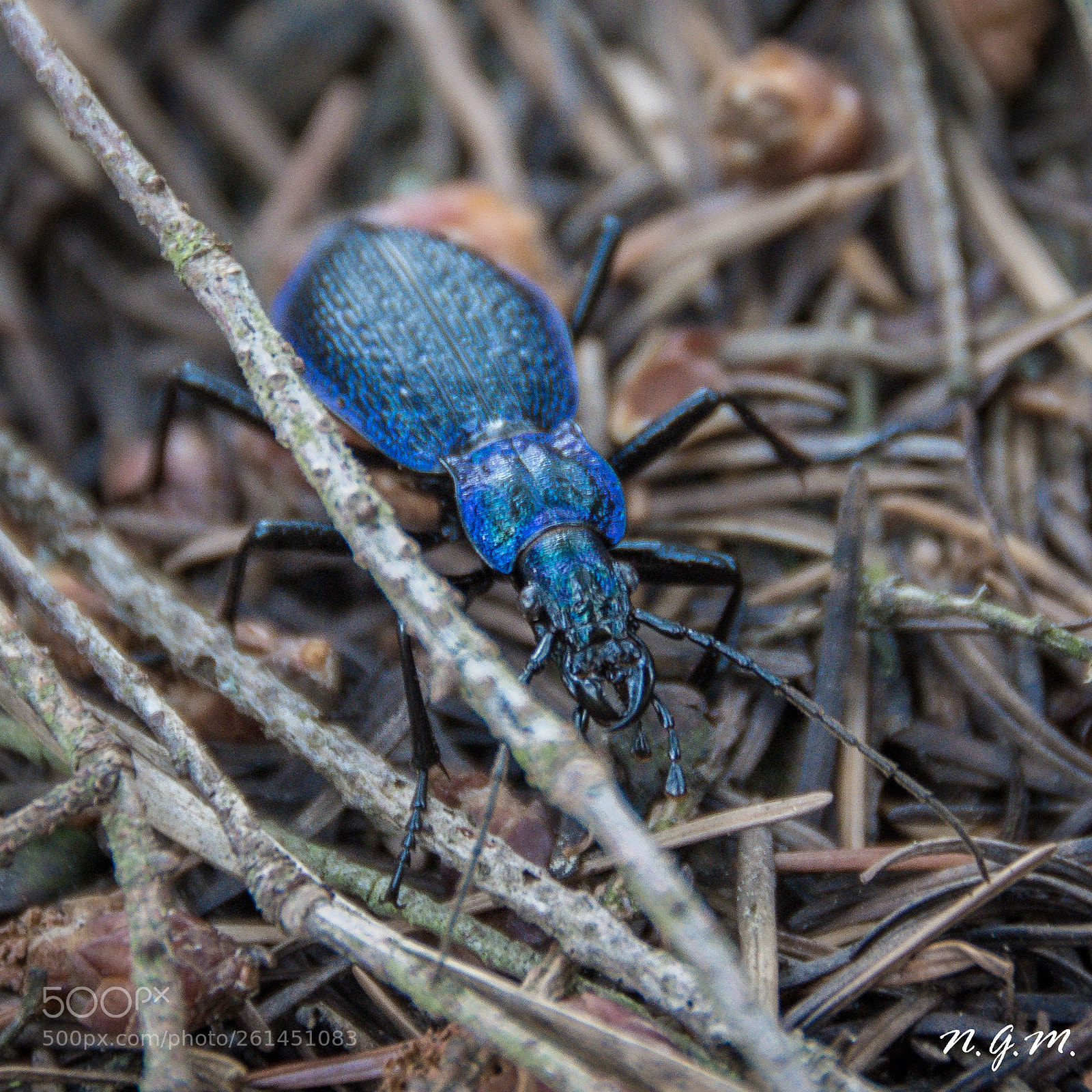 Nikon D7200 sample photo. Buggie blue photography