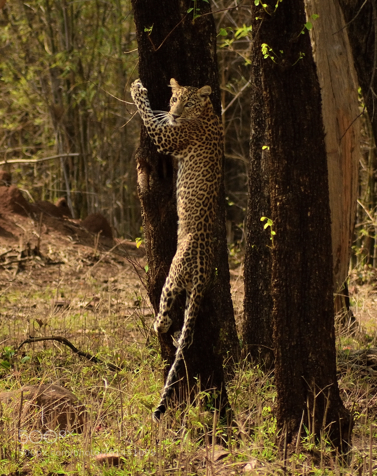 Nikon D5300 sample photo. Leopard in wild photography